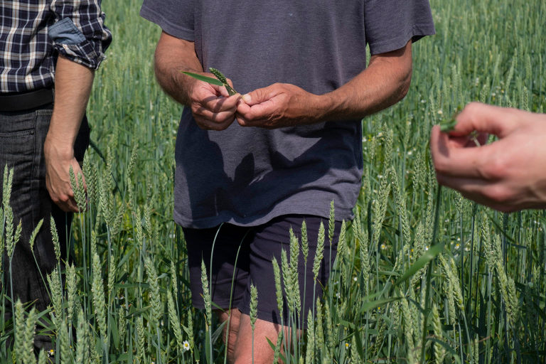 wheat field