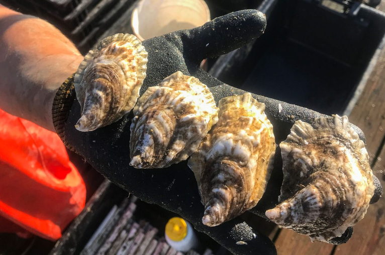 oyster farming