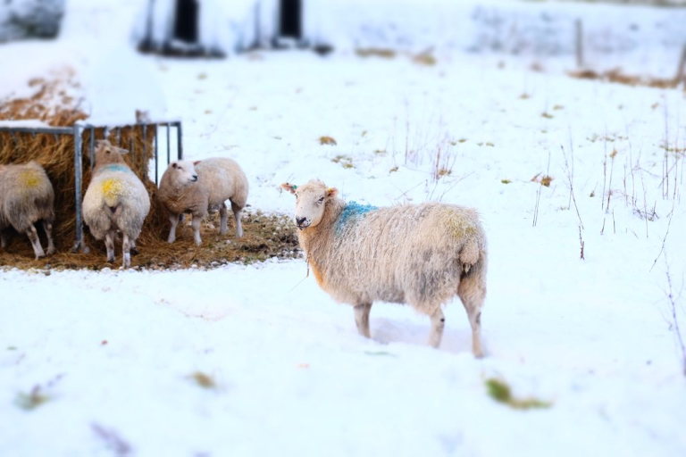 sheep