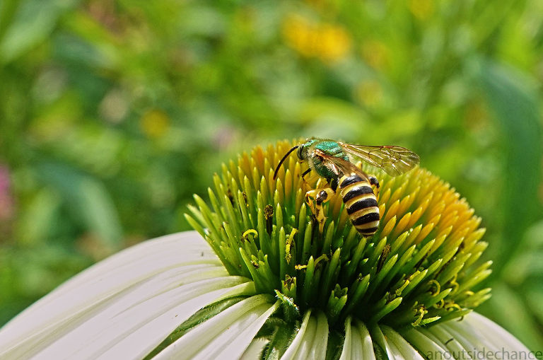 Bee