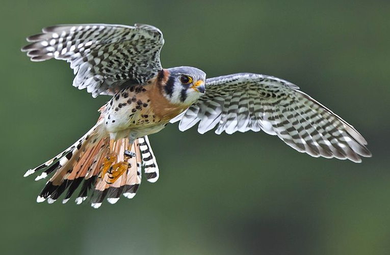 falcon
