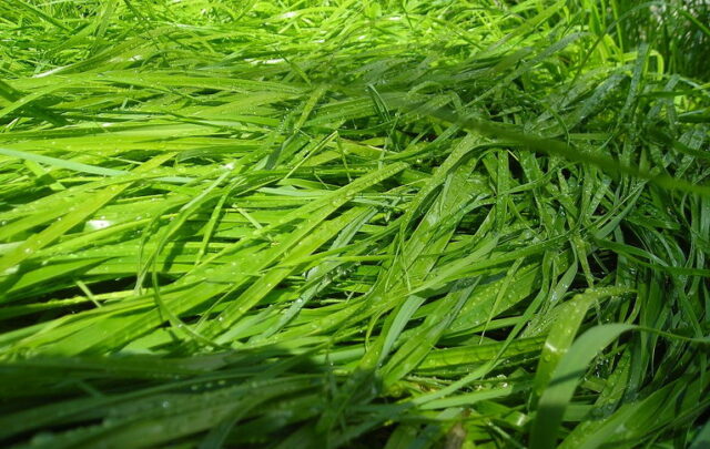 Sweet grass
