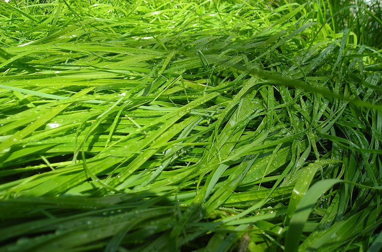 Sweet grass