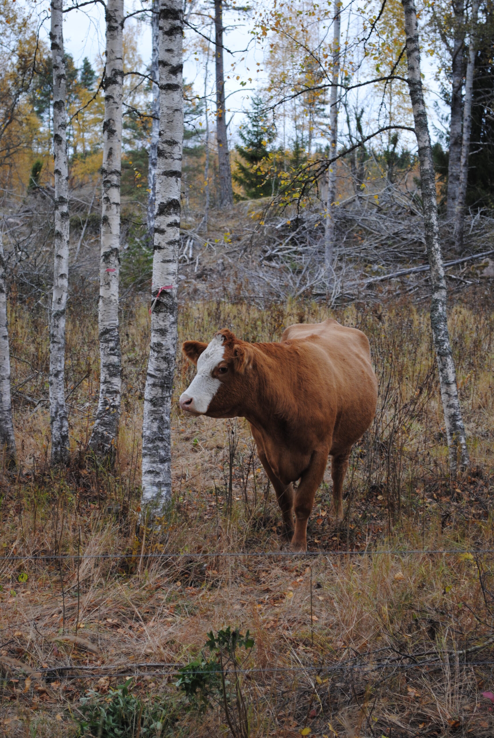 cows
