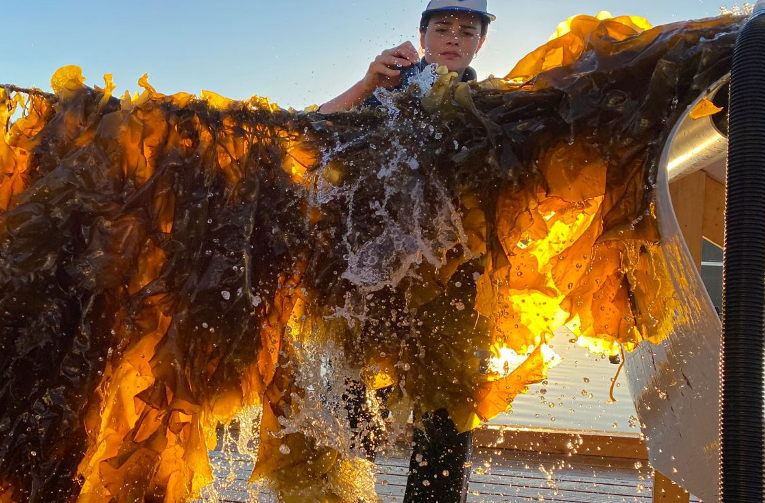 seaweed farming