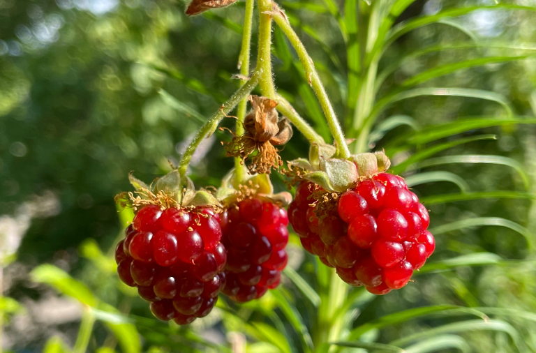low-hanging fruit