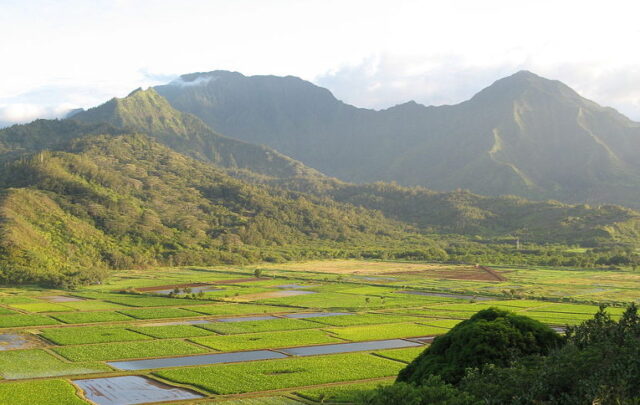 taro fields