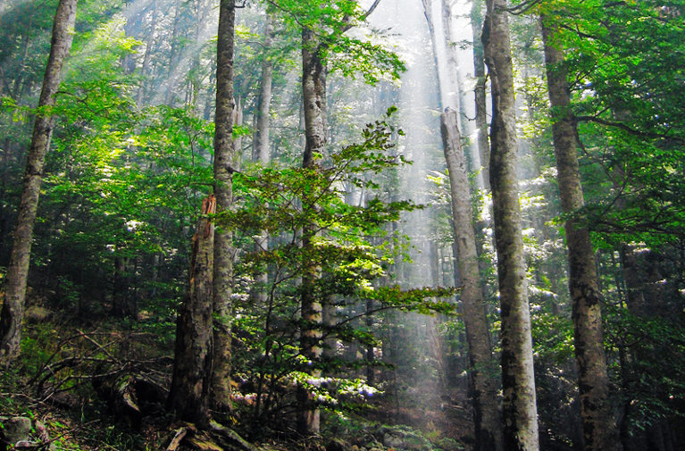 old-growth forest