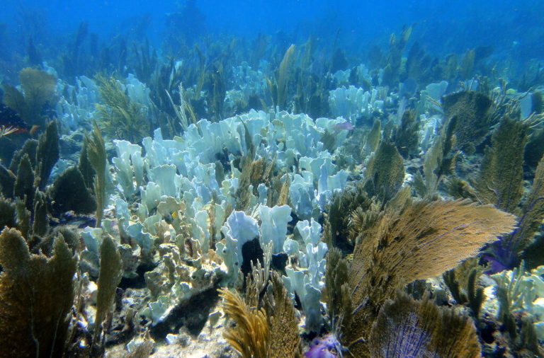 bleached coral