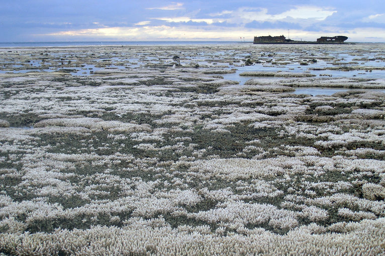 bleached coral