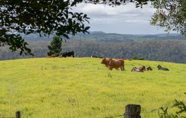 cows