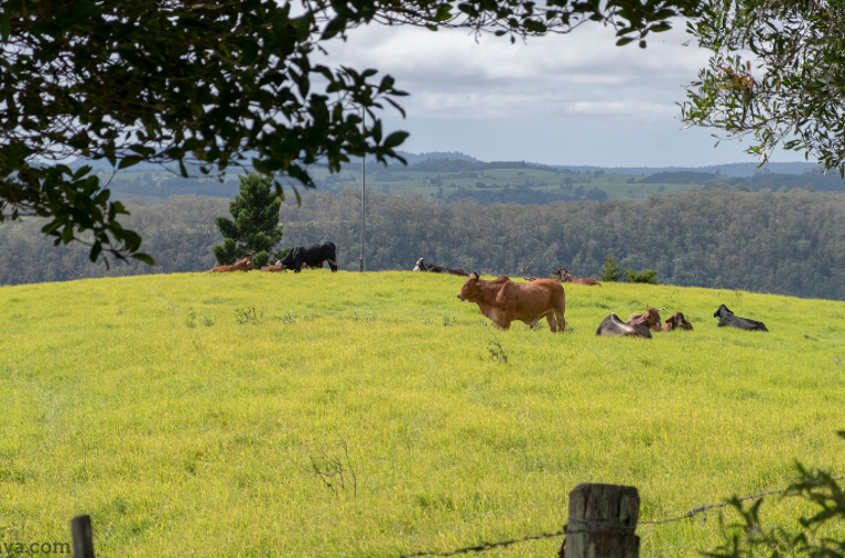 cows