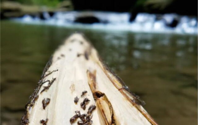 river