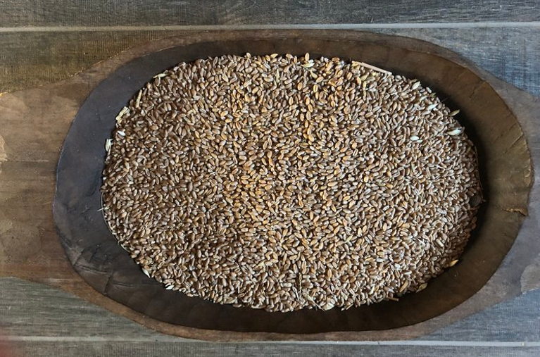 saving seeds