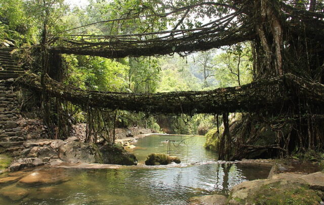 living roof bridges