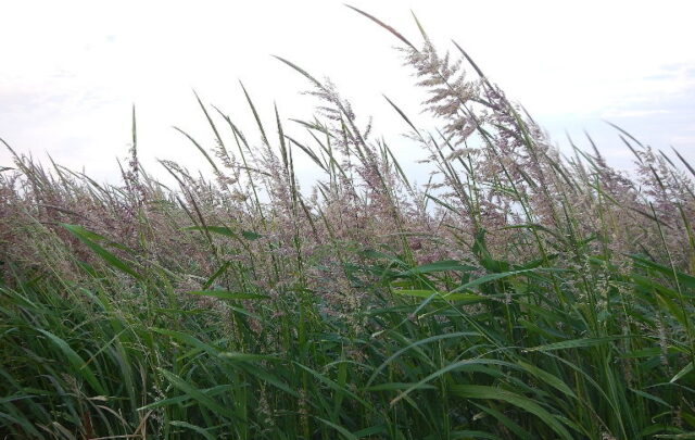 wild rice