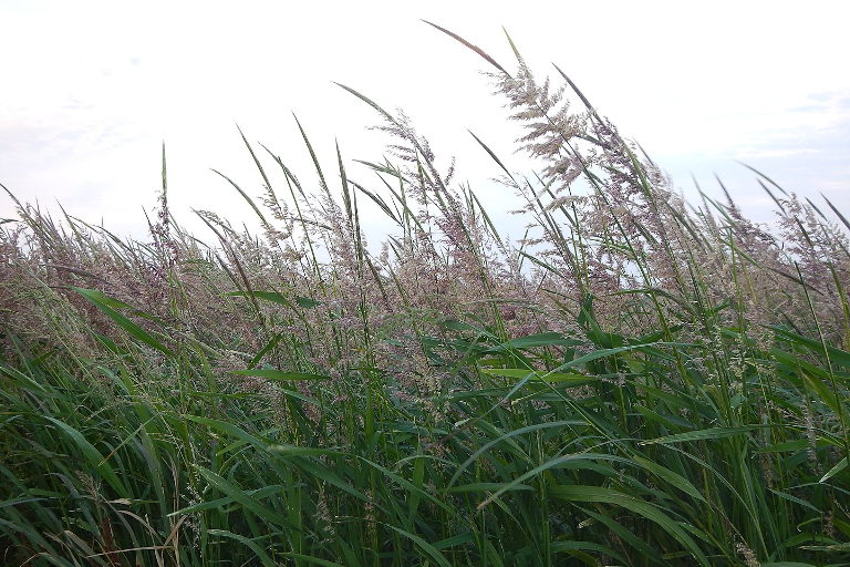 wild rice