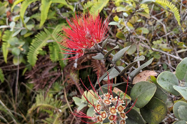 Red Pua Lehua (ʻOhiʻa blossom