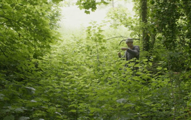 gathering nettles