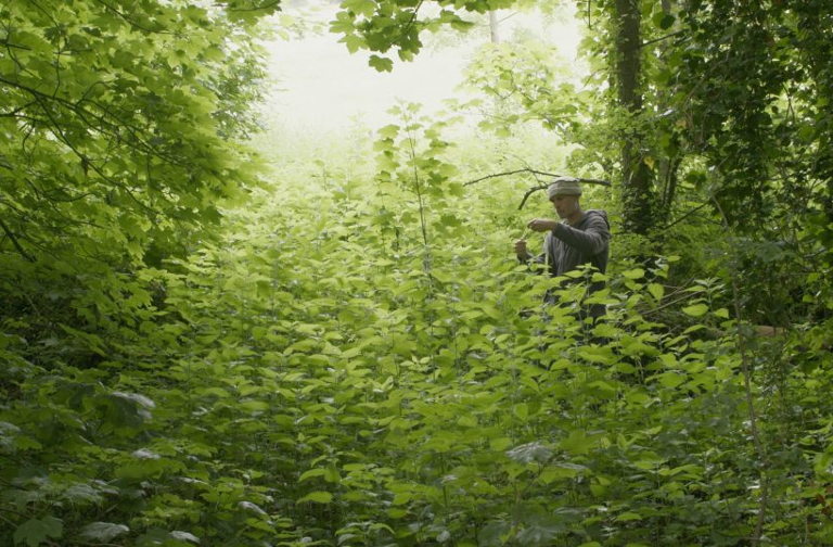 gathering nettles