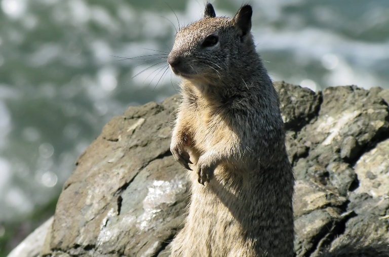Ground squirrels