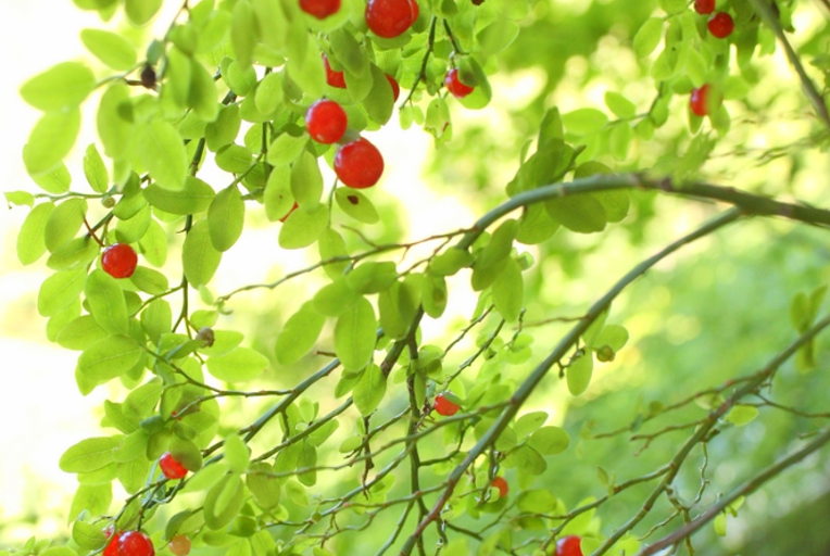 red huckleberries