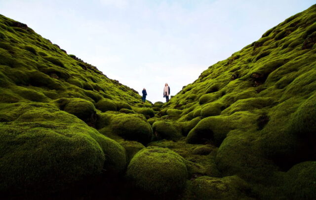 moss
