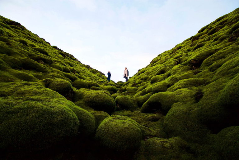 moss