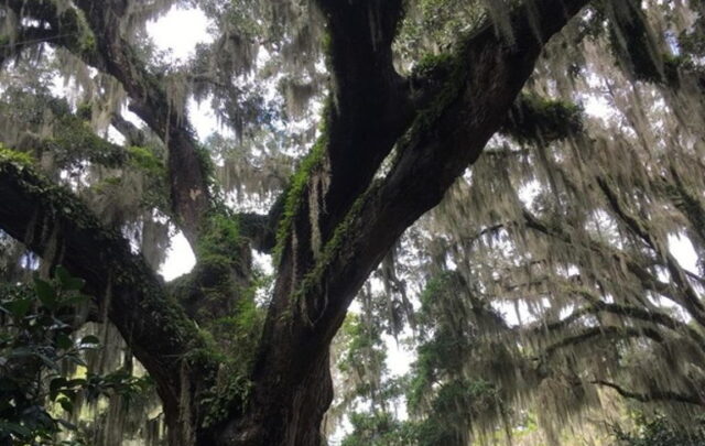 tree