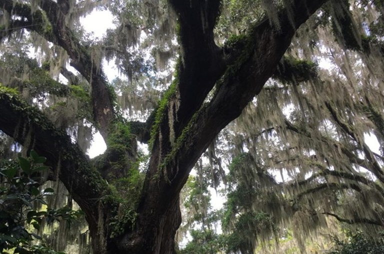 tree