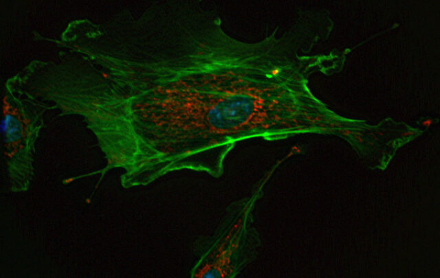 cell