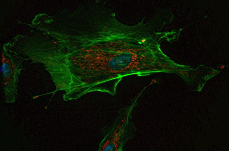 cell