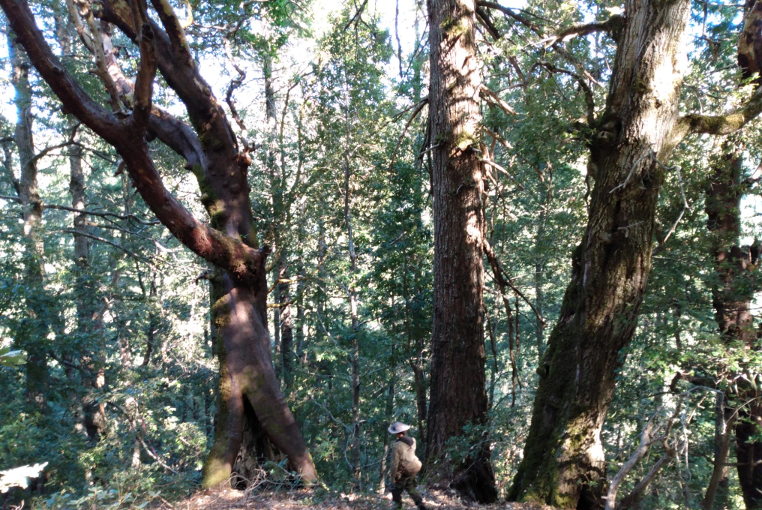 targeted trees