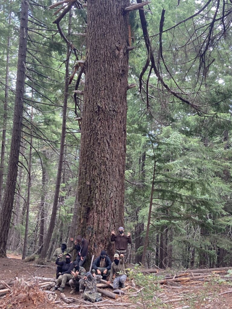 old-growth tree