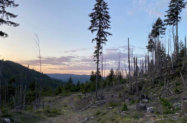 logged forest