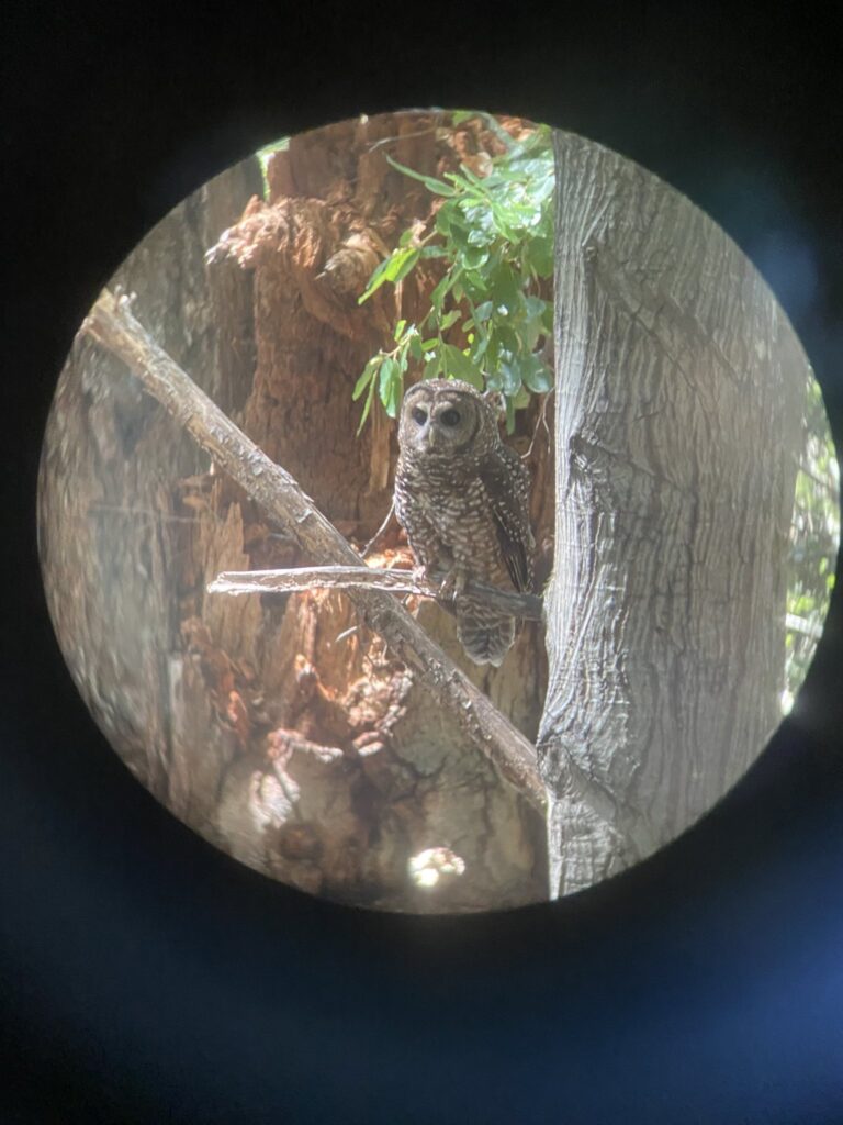 spotted owl