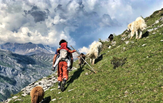 transhumance