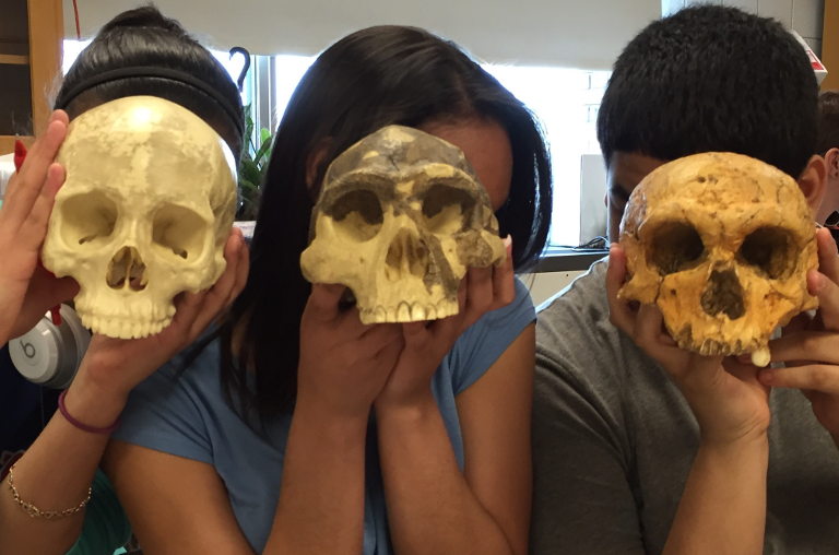 Skulls of Homo species