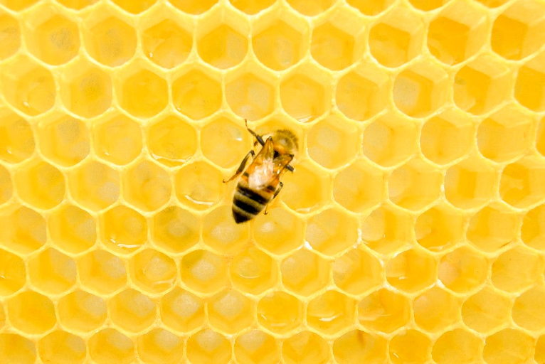 bee