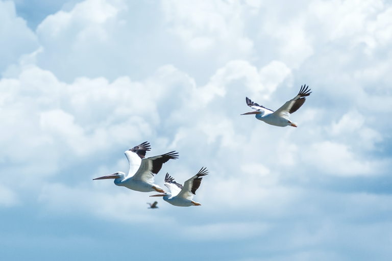 storks