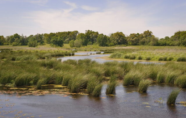 wetland