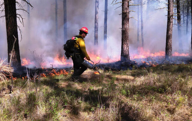 prescribed burn