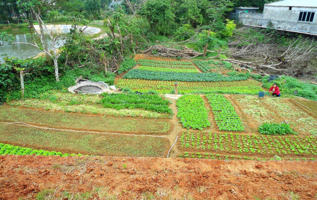small farm in China