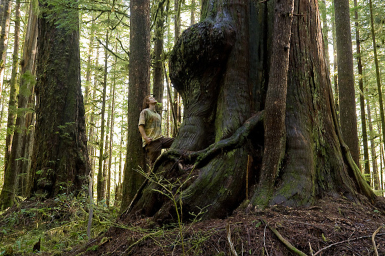 old-growth forest