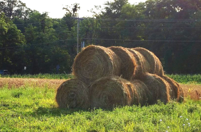 haymaking