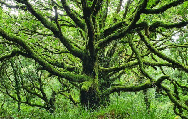 Irish trees