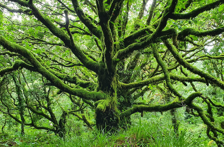 Irish trees