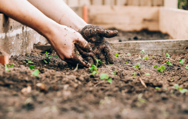 gardening