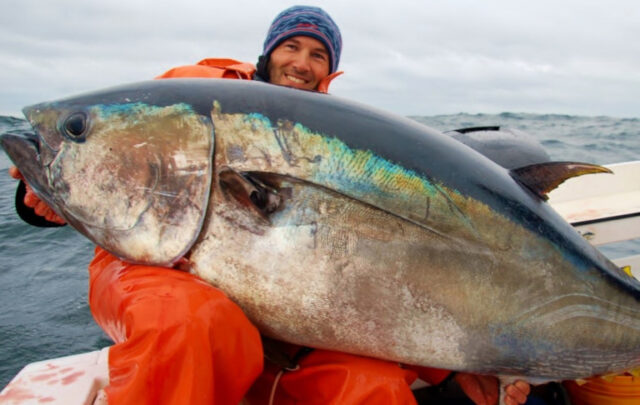 bluefin tuna