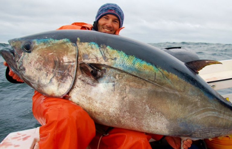 bluefin tuna